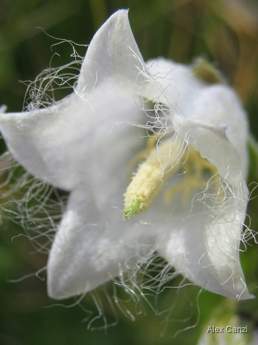 campanula barbata albina.jpg - Campanula Barbata albina